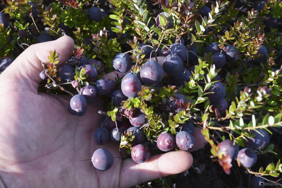 Голубика на Иремеле