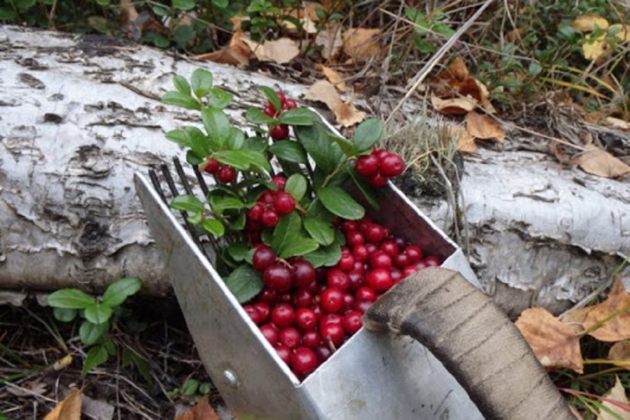 Дары тайги ягоды