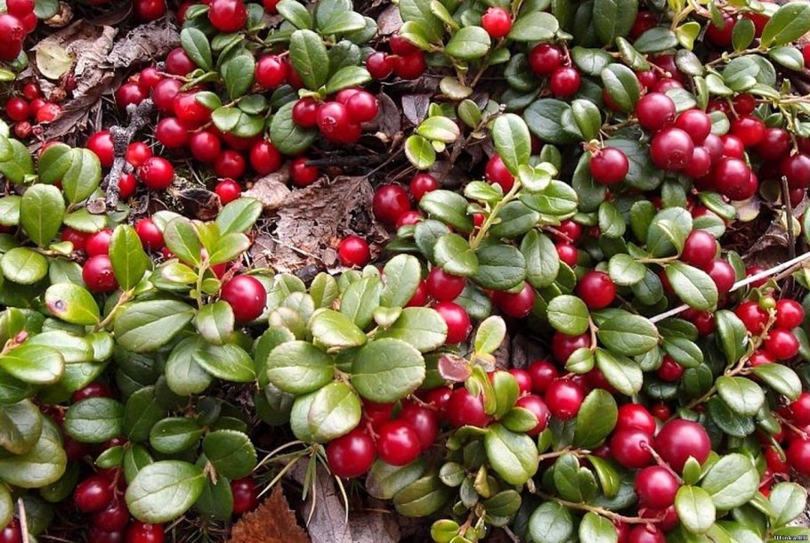 Брусника обыкновенная ягоды