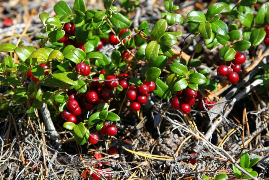 Кустарнички брусника