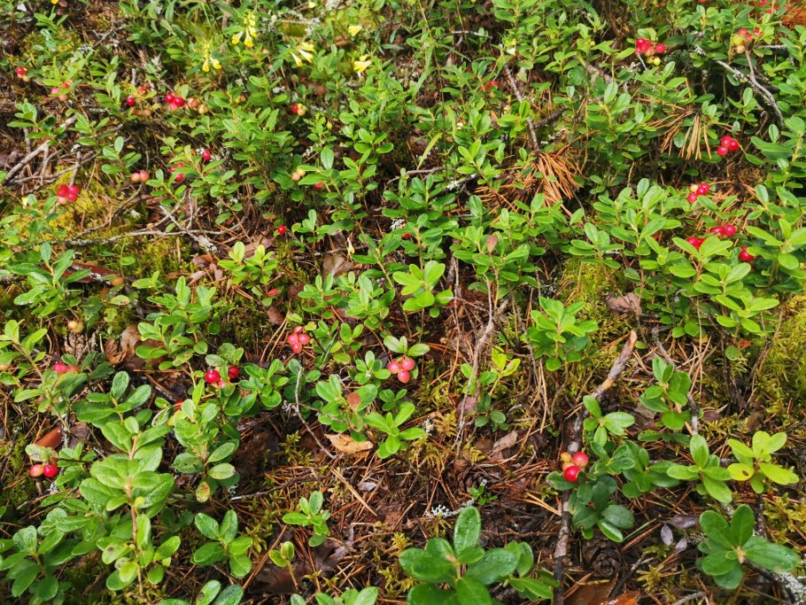 Дикая брусника в лесу куст