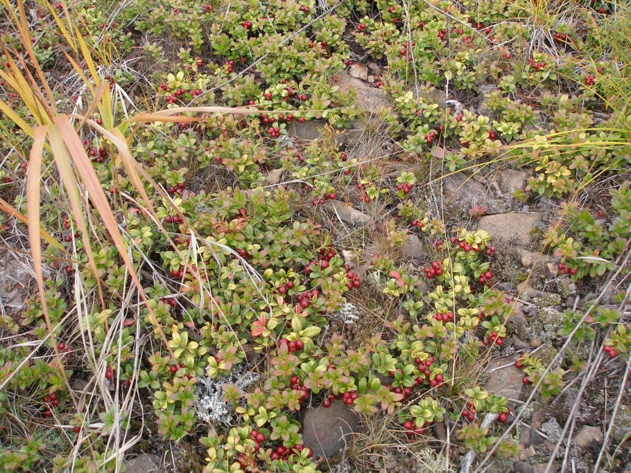 Брусника Забайкалье