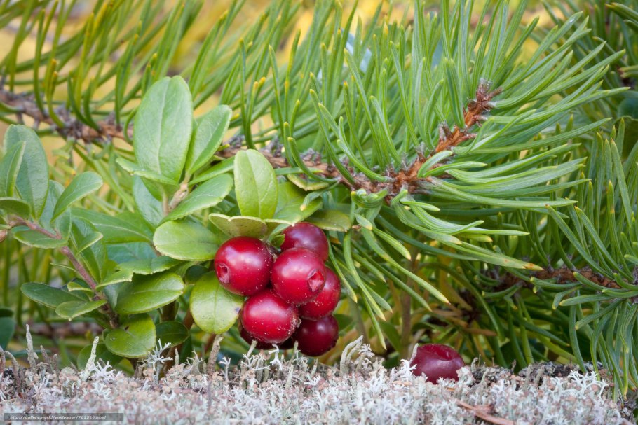 Сосняк брусничник