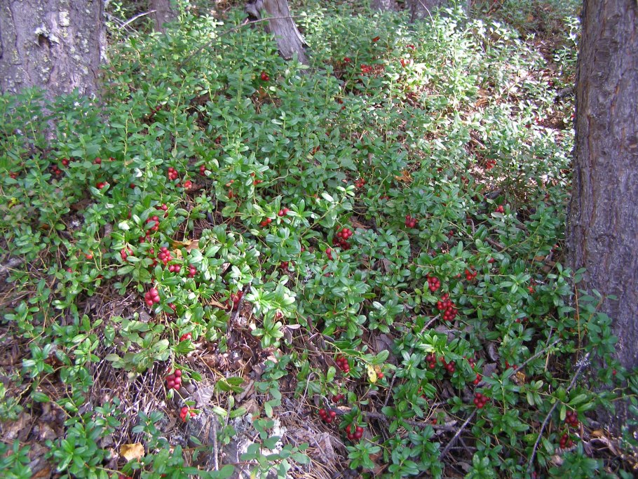 Клюква голубика Морошка