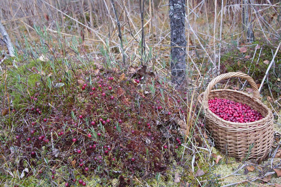 Клюква Болотная ареал