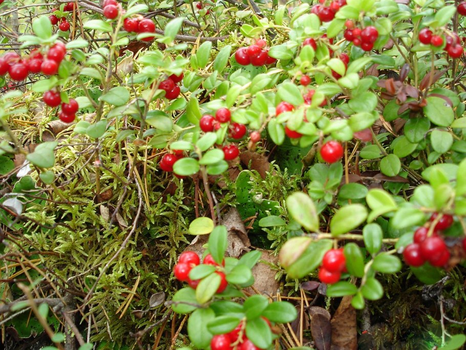 Брусника в Чолово Ленинградской области