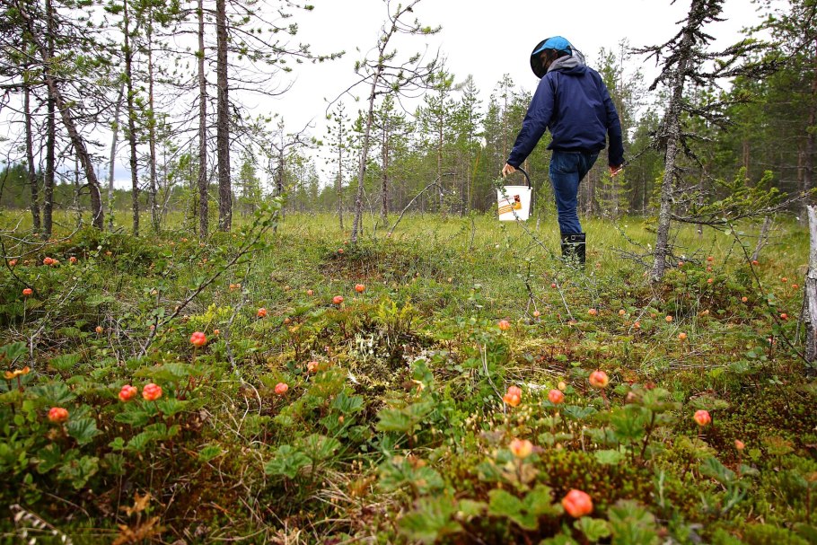 Морошка на болоте