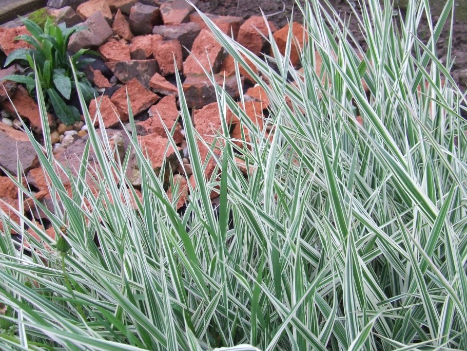 Фалярис тростниковый осень