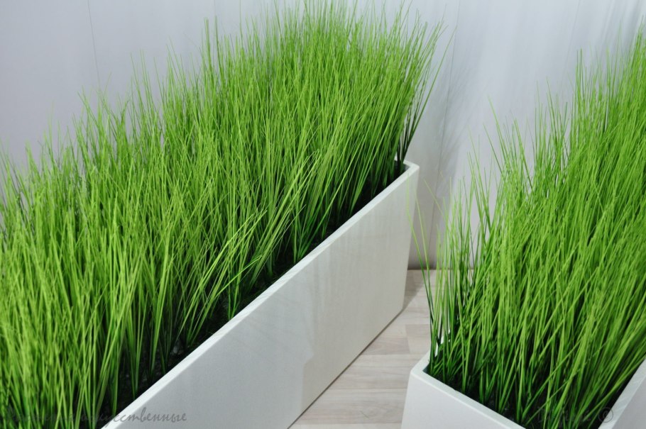 Трава в горшках для интерьера Живая