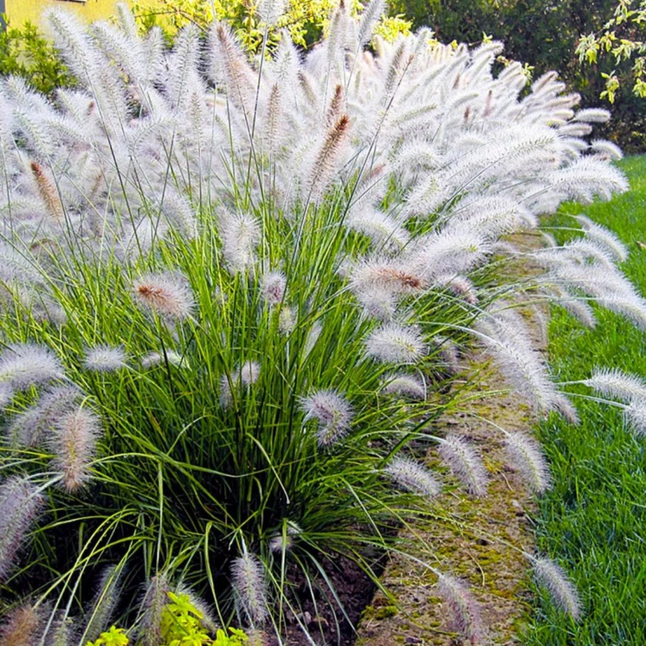 Пеннисетум лисохвостовый Хамельн