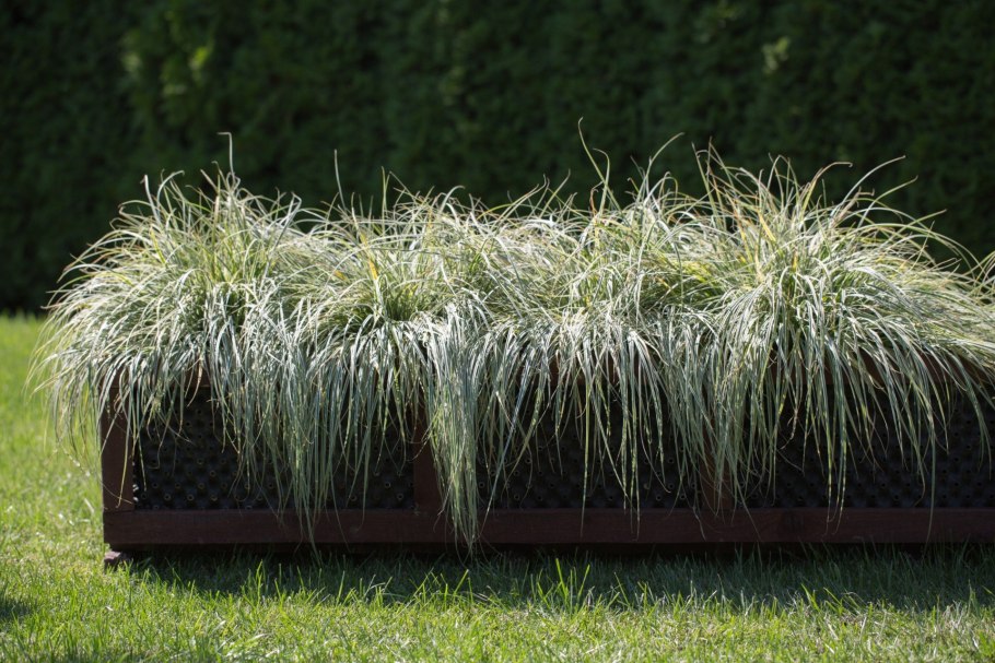 Ковыль фейерверк рассада