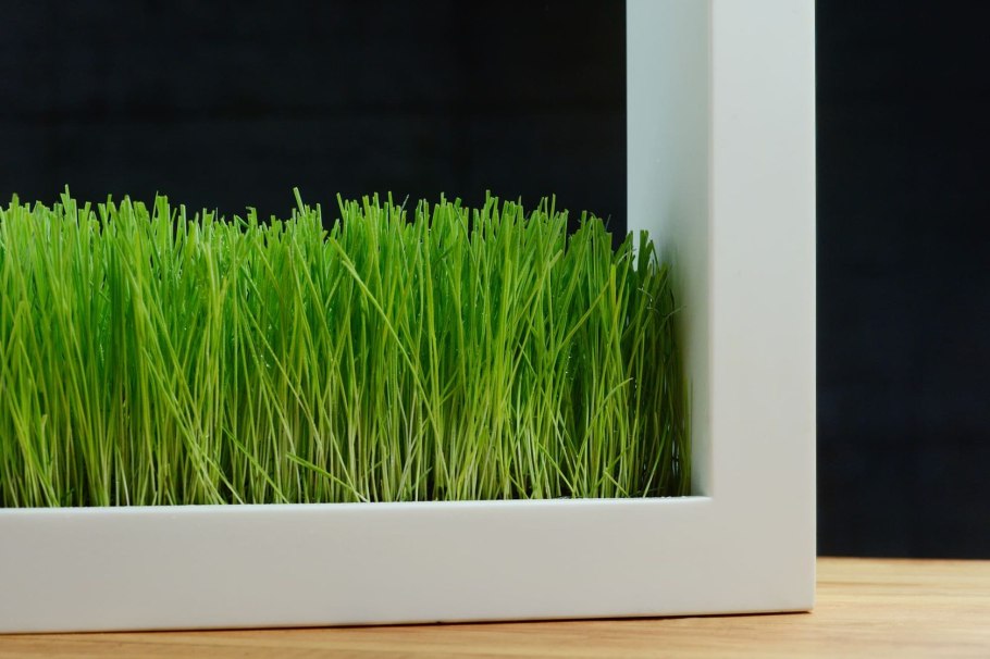 Декоративная трава для помещения