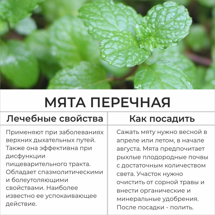 Лекарственные травы мята перечная