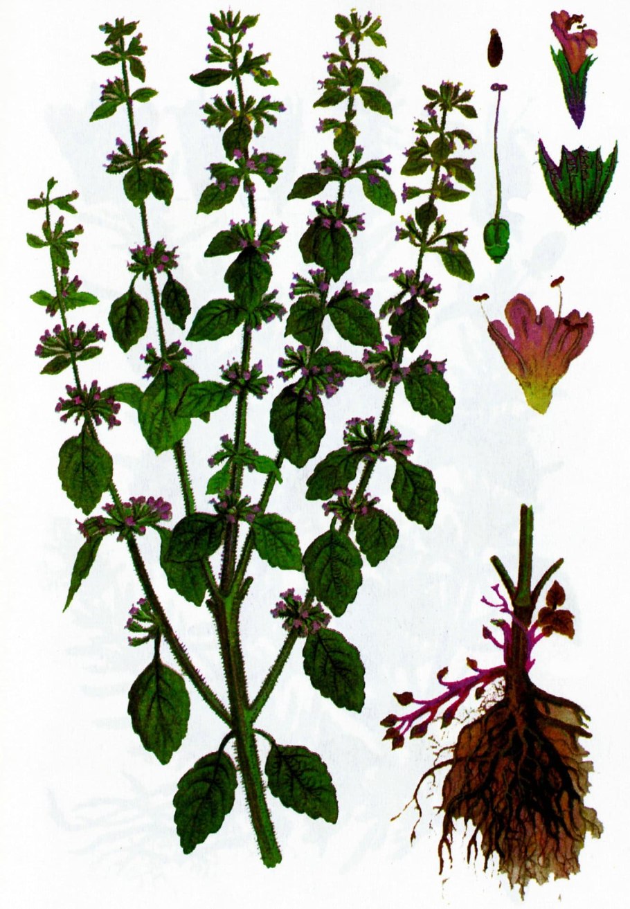 Мелисса officinalis Bush
