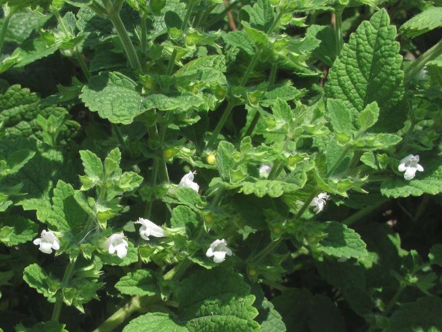 Мята круглолистная Mentha suaveolens