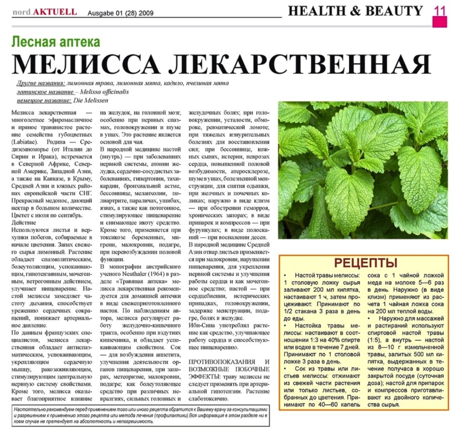 Мелисса лимонная