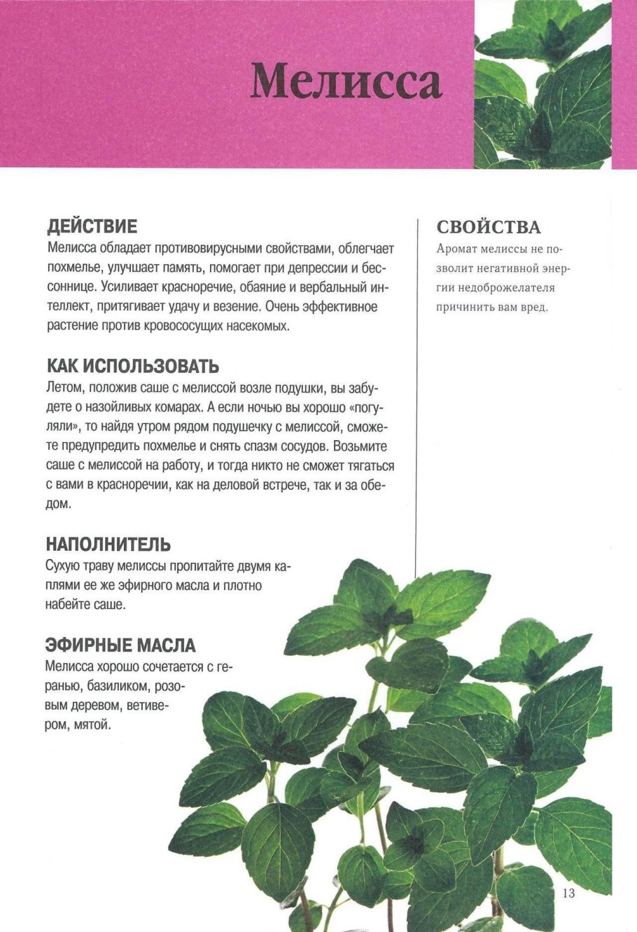 Мелисса характеристика растения