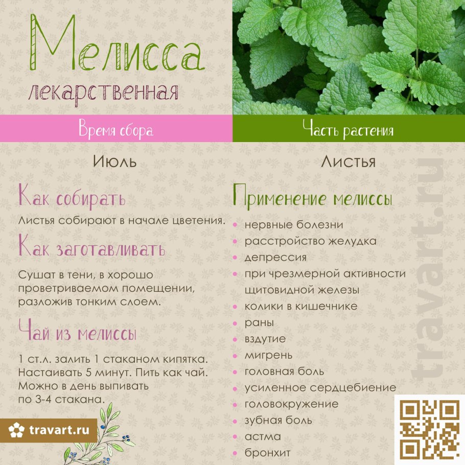 Мелиссы лекарственной трава описание