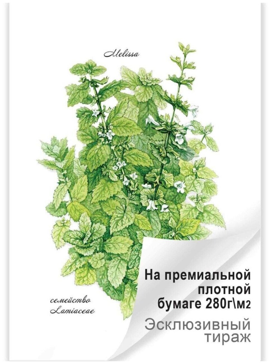 Мелисса лимонная Аэлита