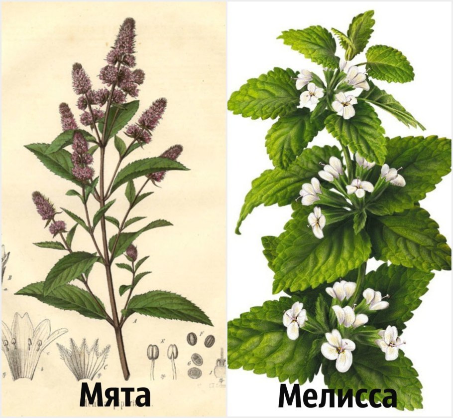 Лекарственные растения мята перечная