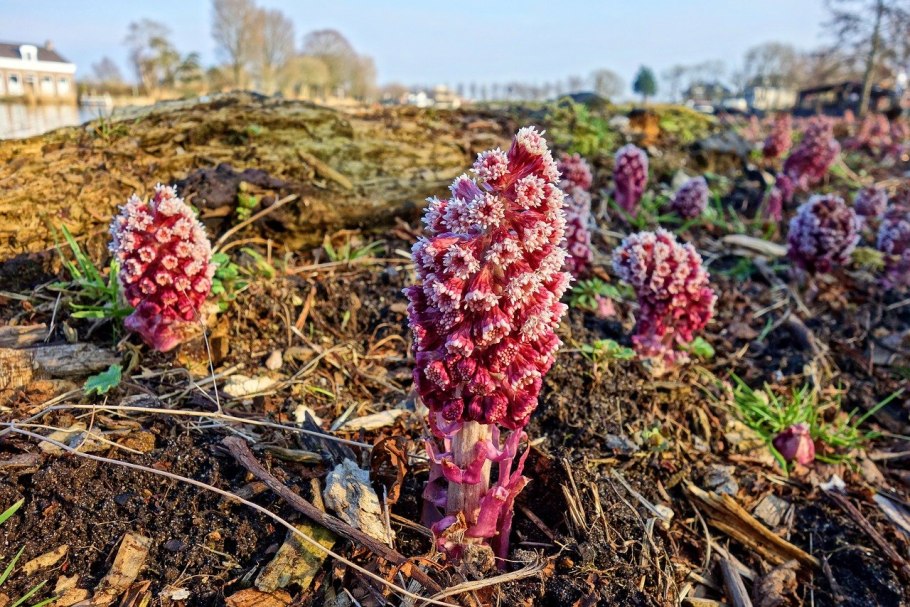 Белокопытник (Petasites)