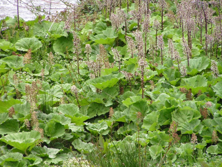 Белокопытник (Petasites)