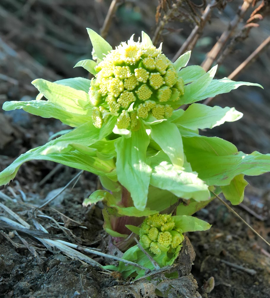 Белокопытник (Petasites)