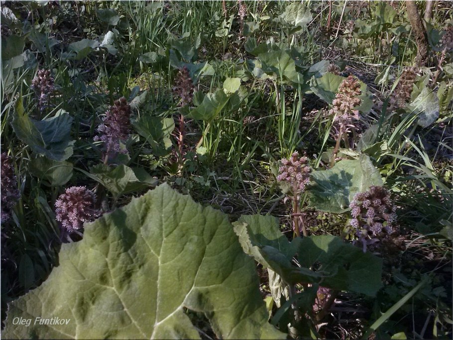 Белокопытник Курильский