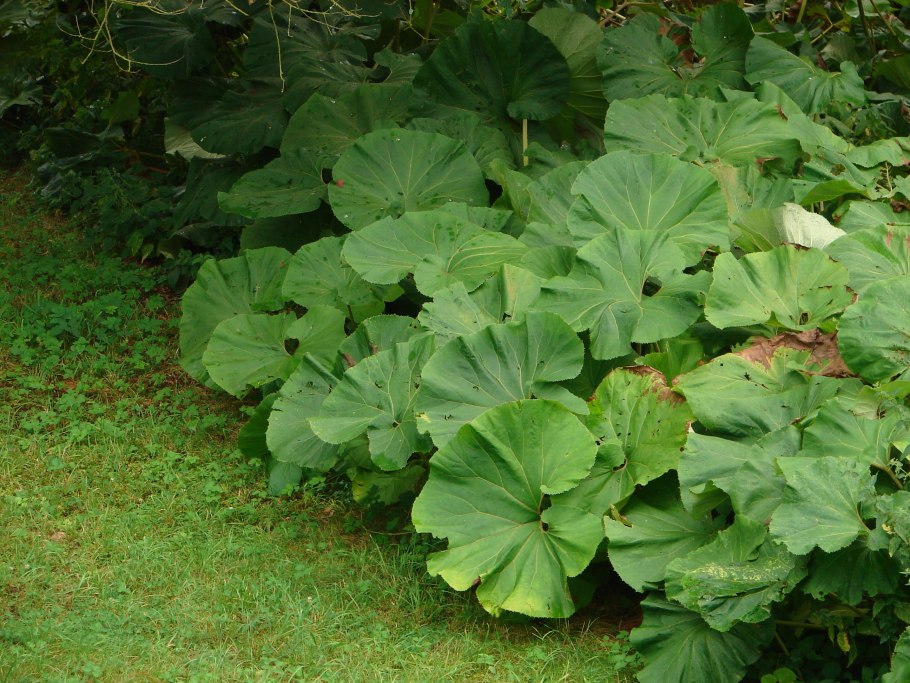 Белокопытник (Petasites)
