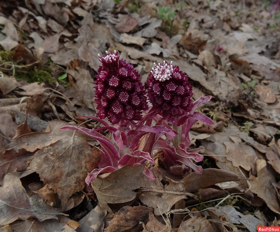 Белокопытник гибридный Petasites hybridus