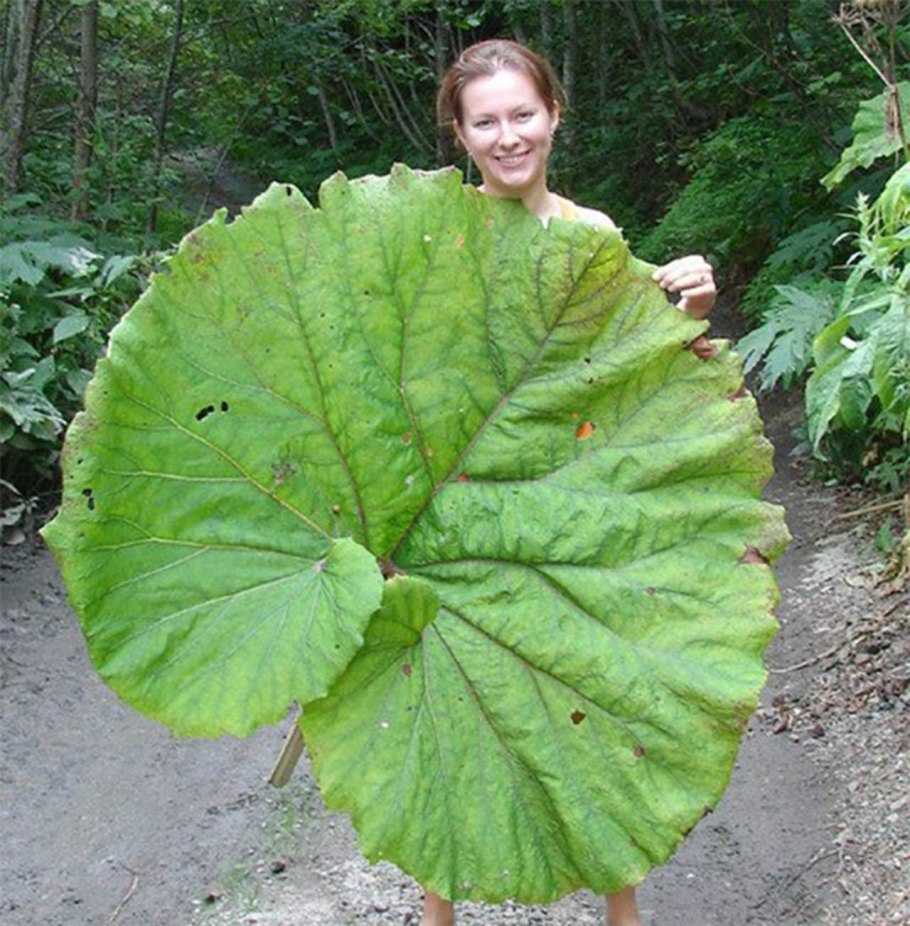 Лопухи на Сахалине