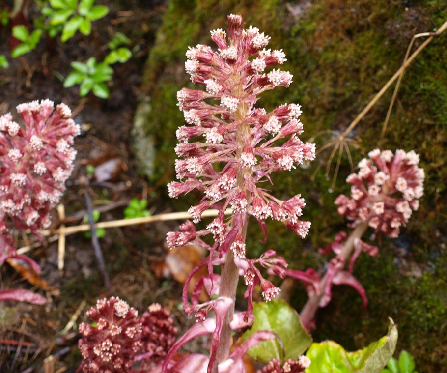 Белокопытник гибридный (Petasítes hýbridus)