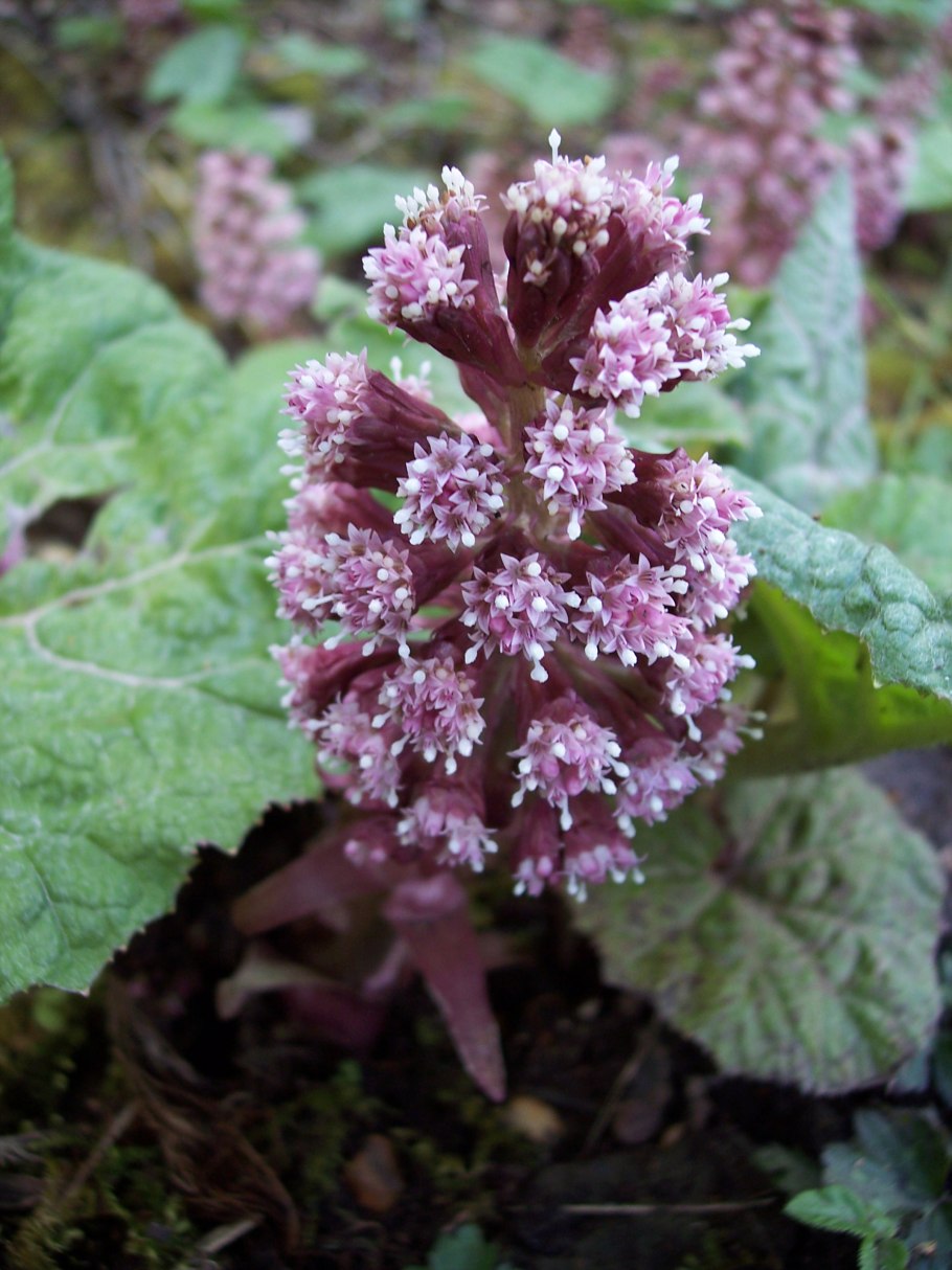 Белокопытник гибридный (Petasítes hýbridus)