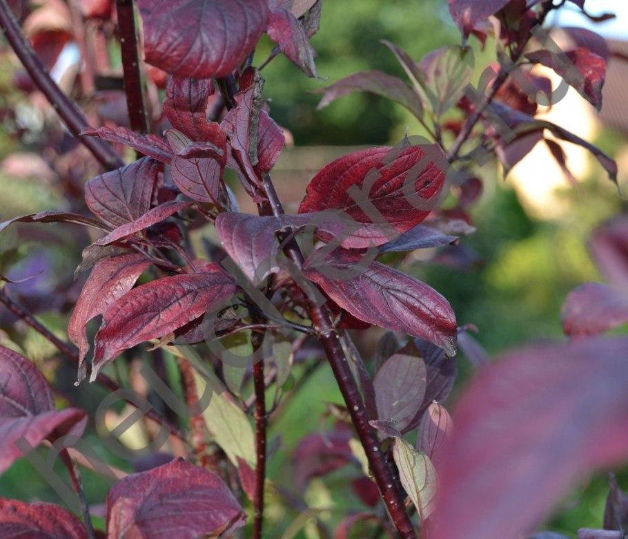 Дерен Кессельринги