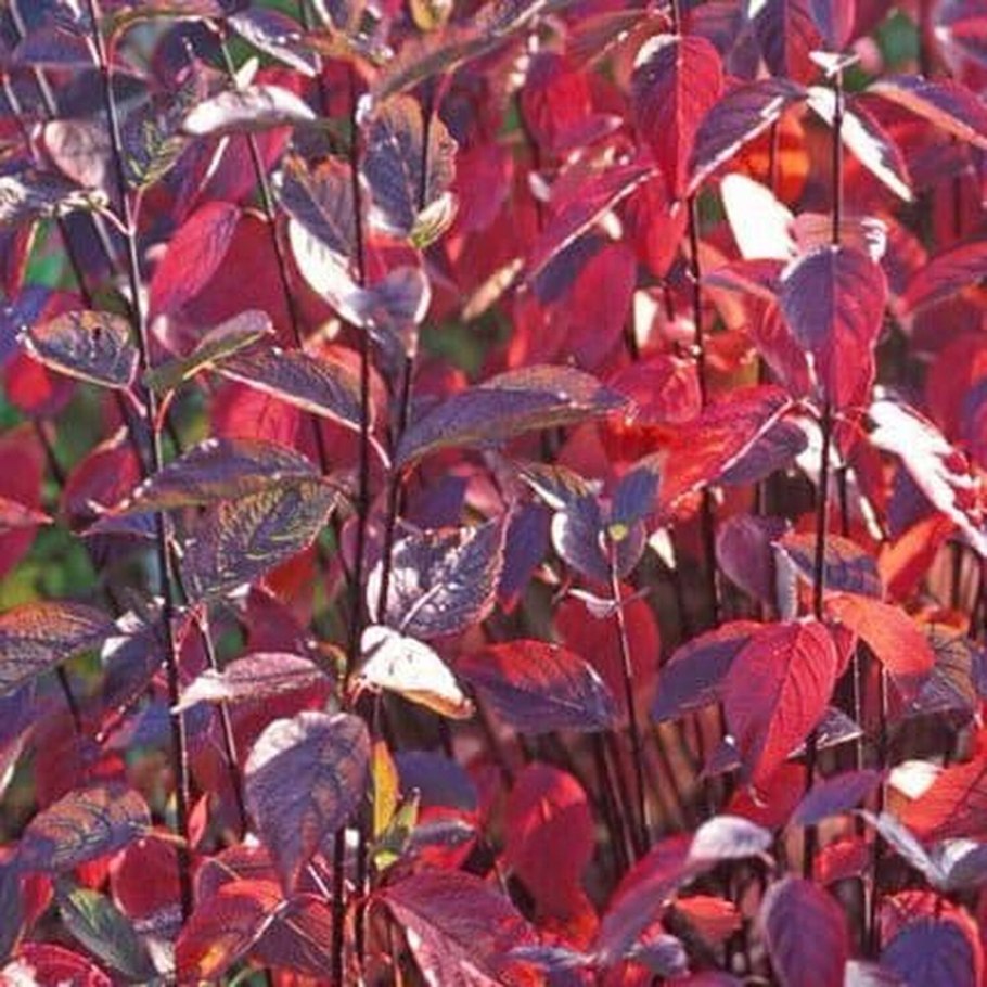 Дёрен белый Kesselringii