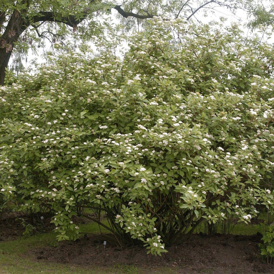 Cornus Alba Kesselringii