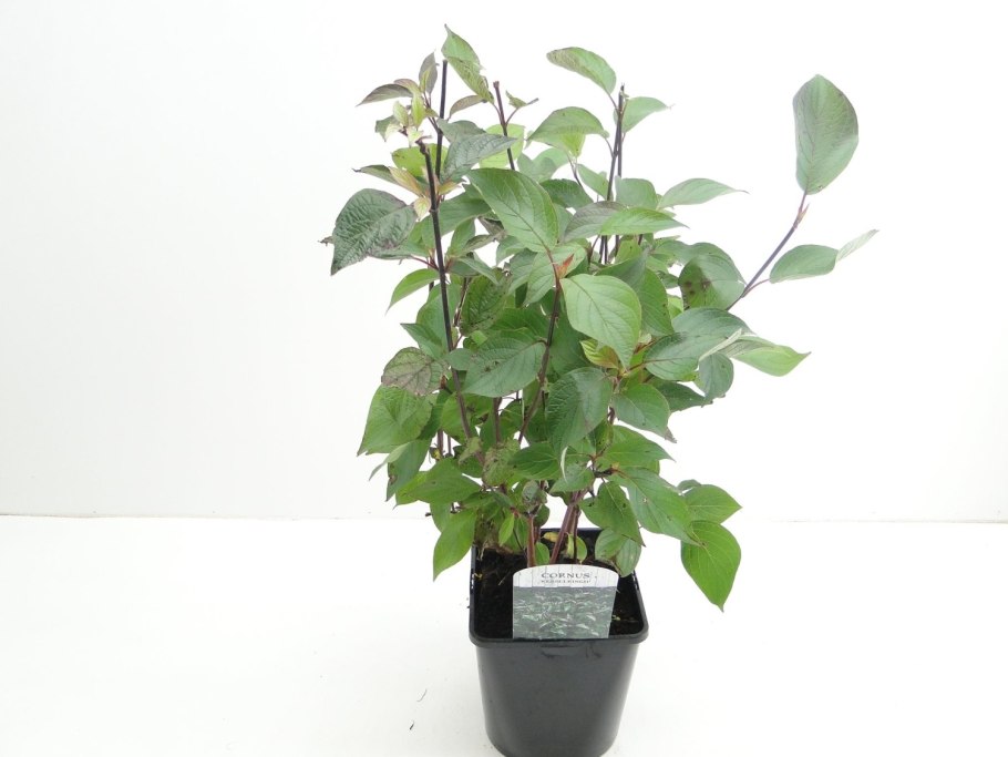 Дерен Кессельринги куст