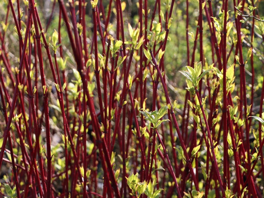 Дерен Корнус