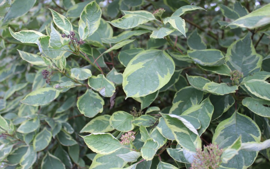 Дерен белый габитус