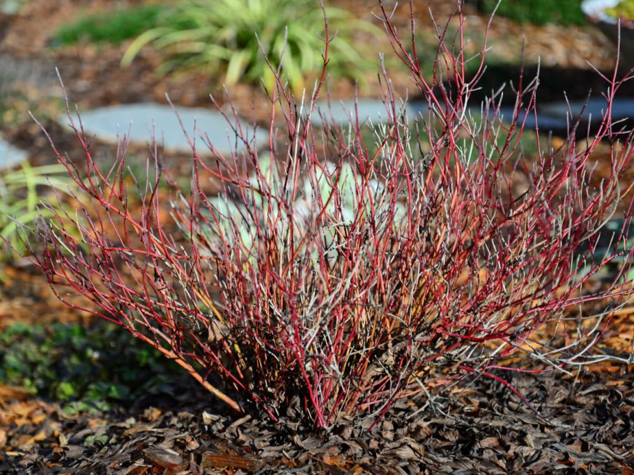 Дёрен белый Argenteomarginata