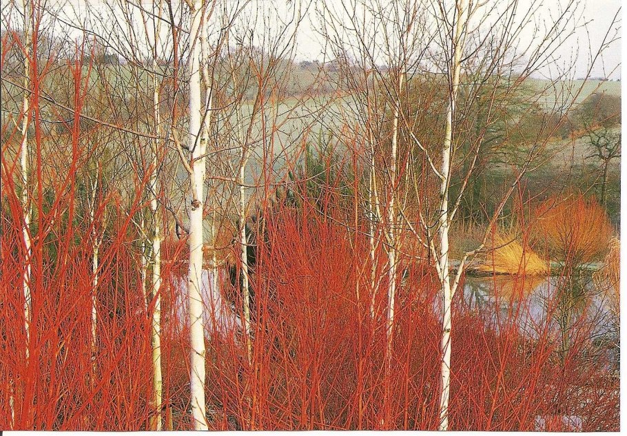 Дёрен красный Red Dogwood