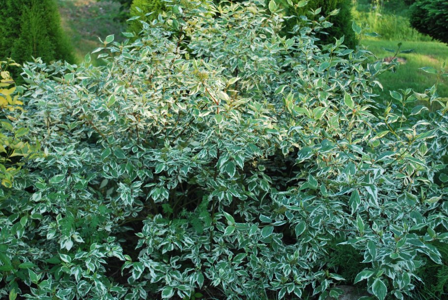 Дерен белый Сибирика