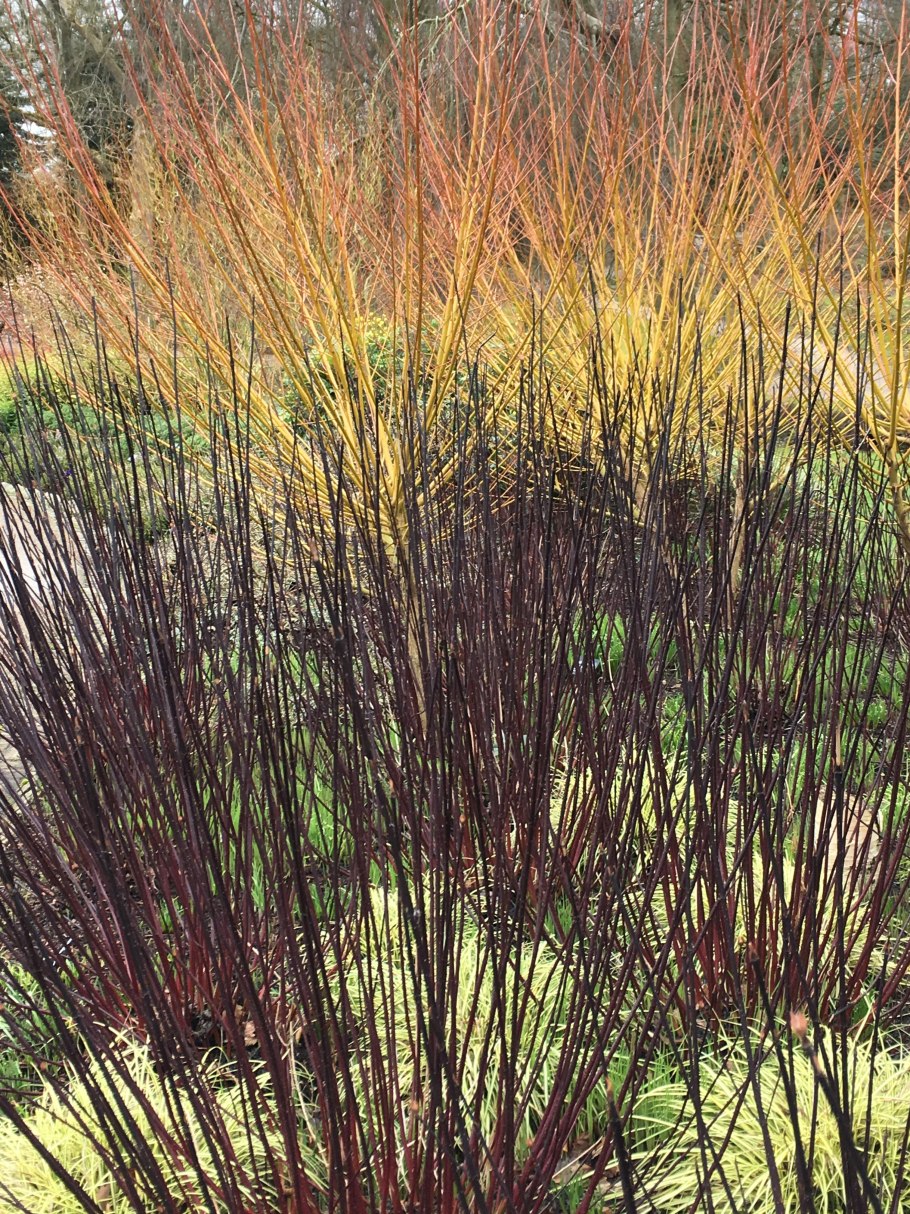 Дерен Кессельринги