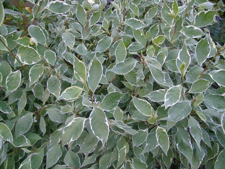 Дерен Флавирамеа