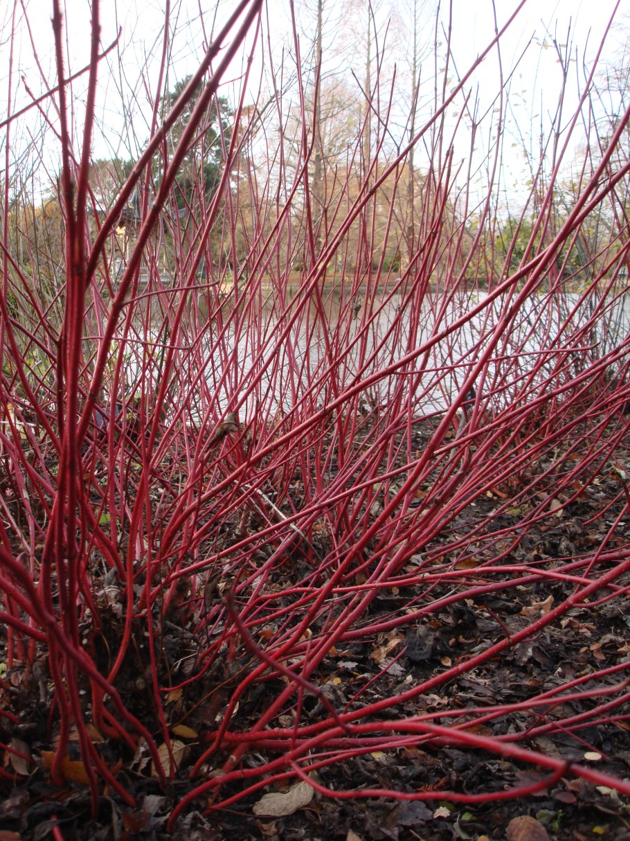 Дерен белый Кессельринги