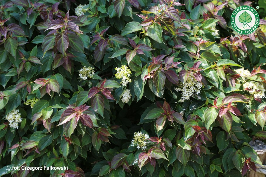 Дёрен белый Kesselringii