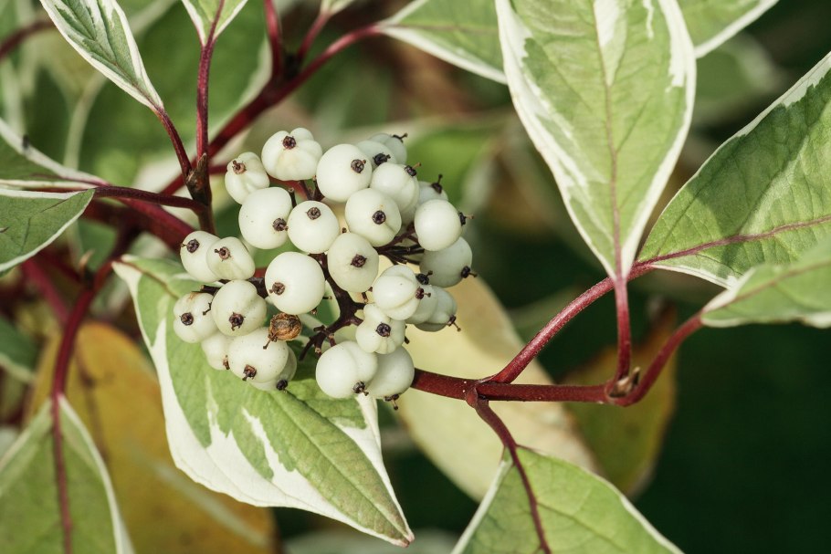 Дерен Ауреа Элегантиссима