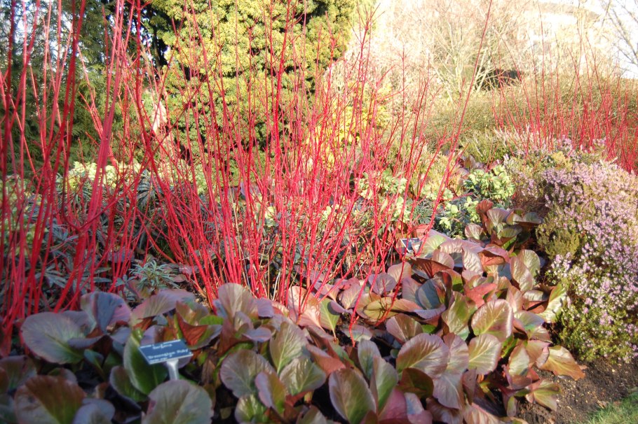 Дерен Корнус Альба