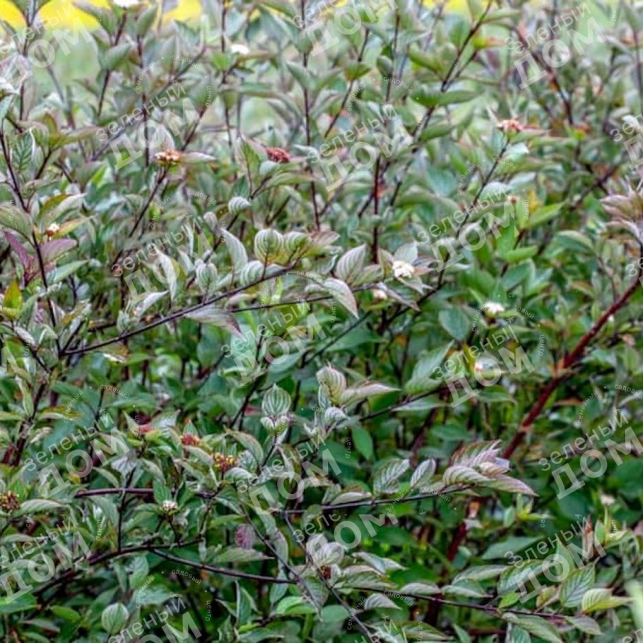 Дерен белый Кессельринги