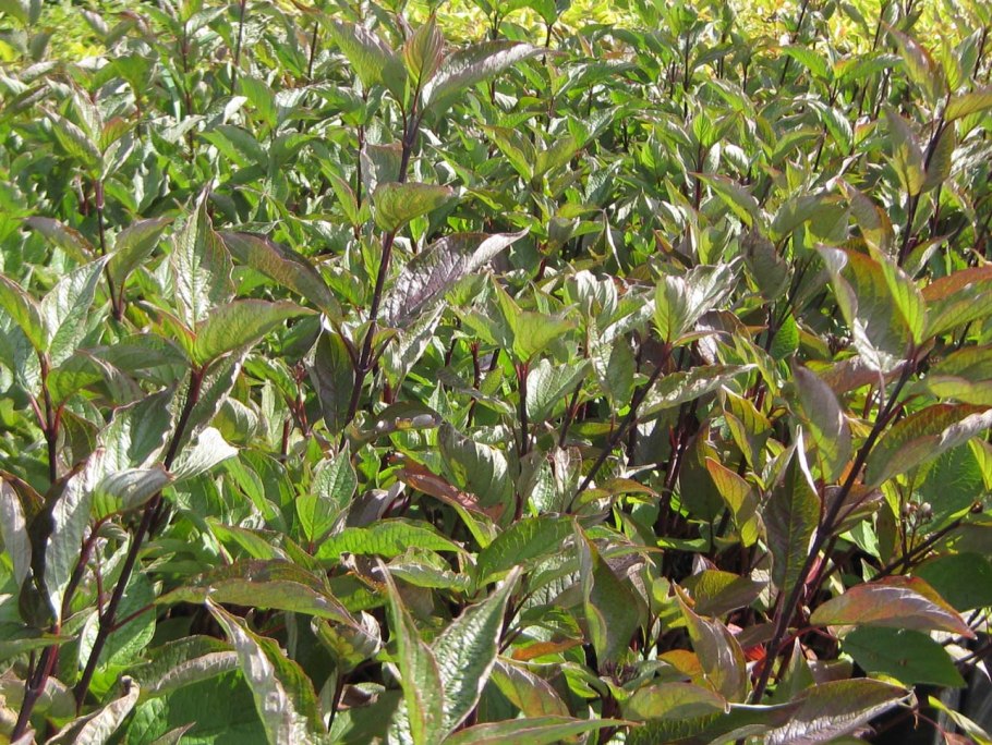 Дерен белый касселринги